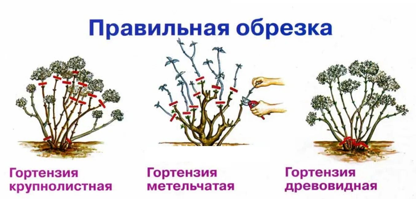 Обрезка гортензии метельчатой. Обрезка метельчатой и древовидной гортензии. Схема обрезки метельчатой гортензии. Схема обрезки древовидной гортензии осенью. Можно ли обрезать метельчатую гортензию