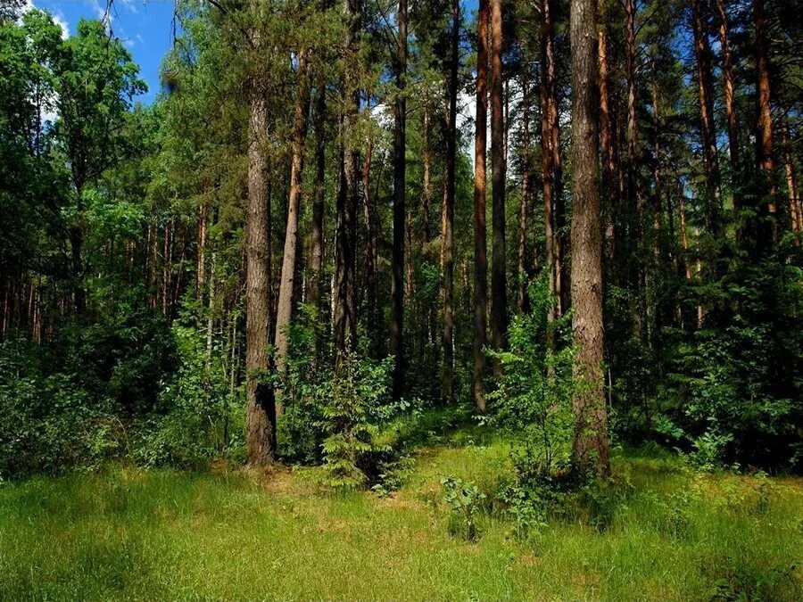 Лес мхт. Хвойно-широколиственный лес Московская область. Сосновый Бор Брянская область лес. Хвойный лес Брянской области. Широколиственный лес тайги.