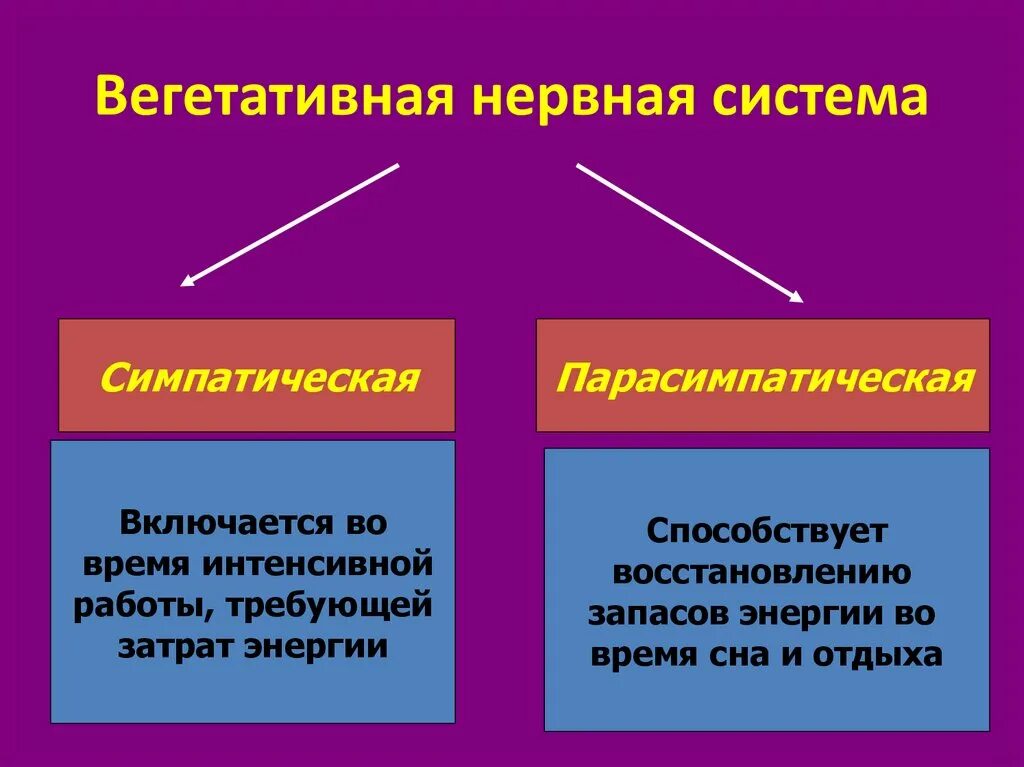 Вегетативная нервная система. Нервная система вегетативная нервная система. Нервы вегетативной нервной системы. Строение вегетативной нервной системы. Вегетативная нервная система конспект