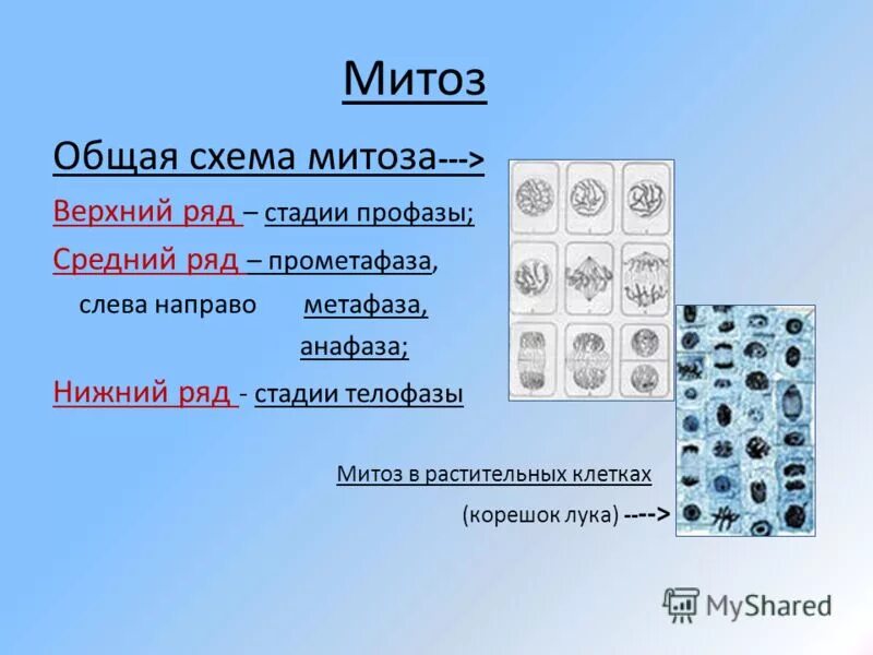 фазы деления клетки кратко. цикл деления клетки. схема митоза биология 9 класс. схема интерфазы митоза. био роль митоза.