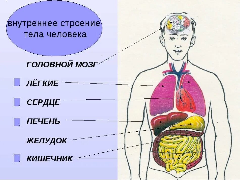 Тело человека органы 4 класс окружающий мир. Строение человека внутренние органы спереди. Схема внутреннее строение организма. Рисунок расположения внутренних органов человека. Анатомическое строение человека в картинках внутренних органов.