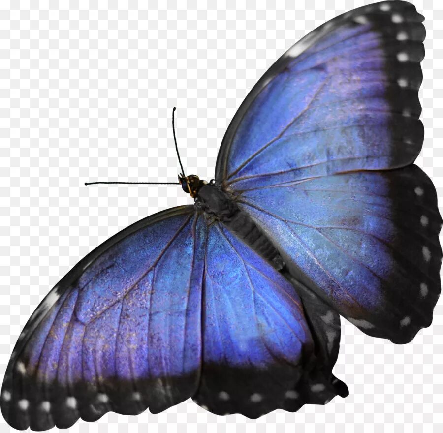 Бабочка. Синие бабочки на прозрачном фоне. Голубая бабочка на прозрачном фоне. Бабочка без фона.