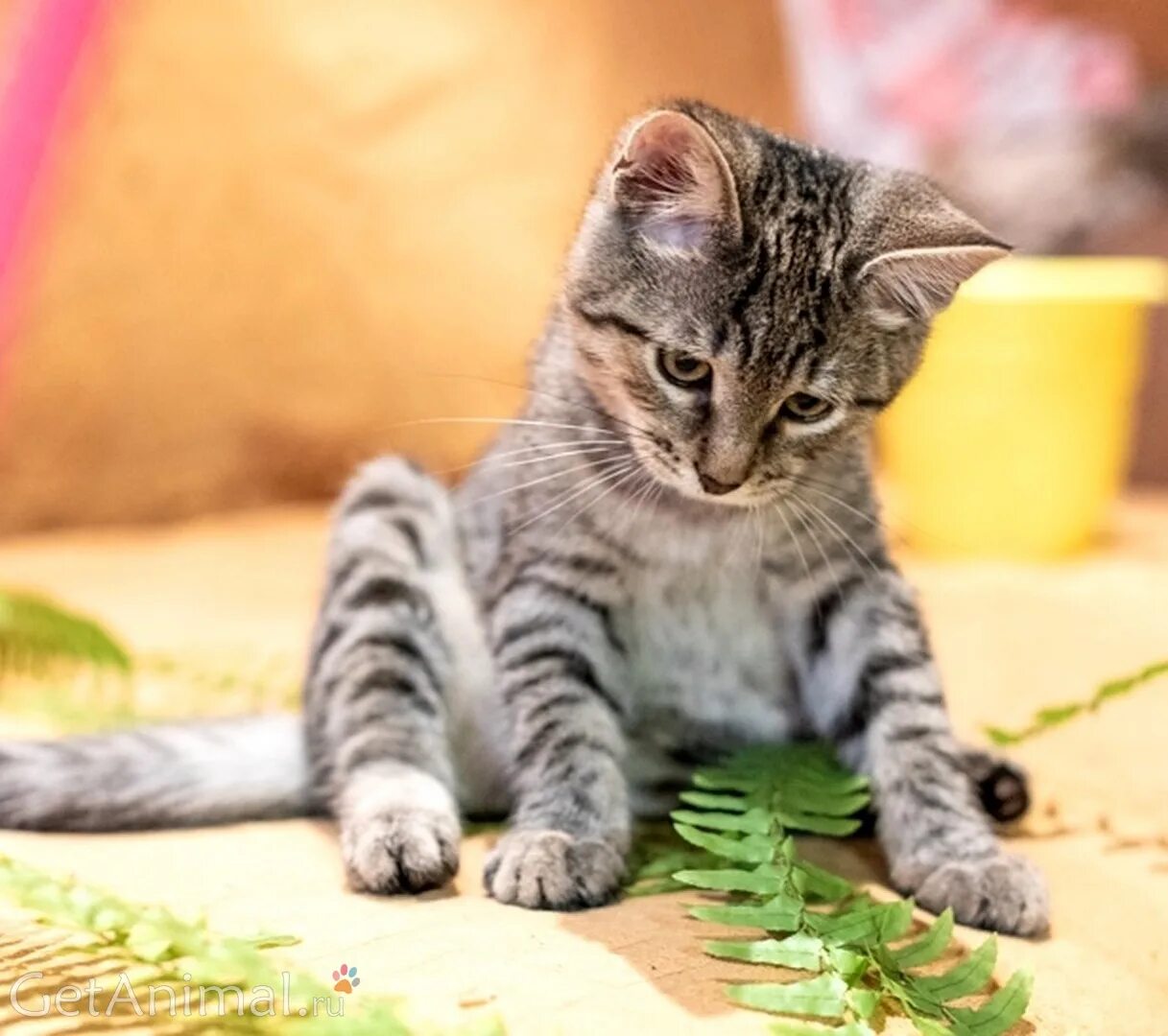 котята тигрового окраса. львенок котенок. песня тигренок котенок. песня тигренок котенок. песня тигренок котенок.