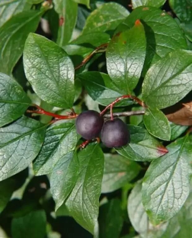 Cornus sanguinea - кизил. Бузина это паслен. Бузина абхазская. Кизильник черноплодный съедобный. Кизильник черноплодный.