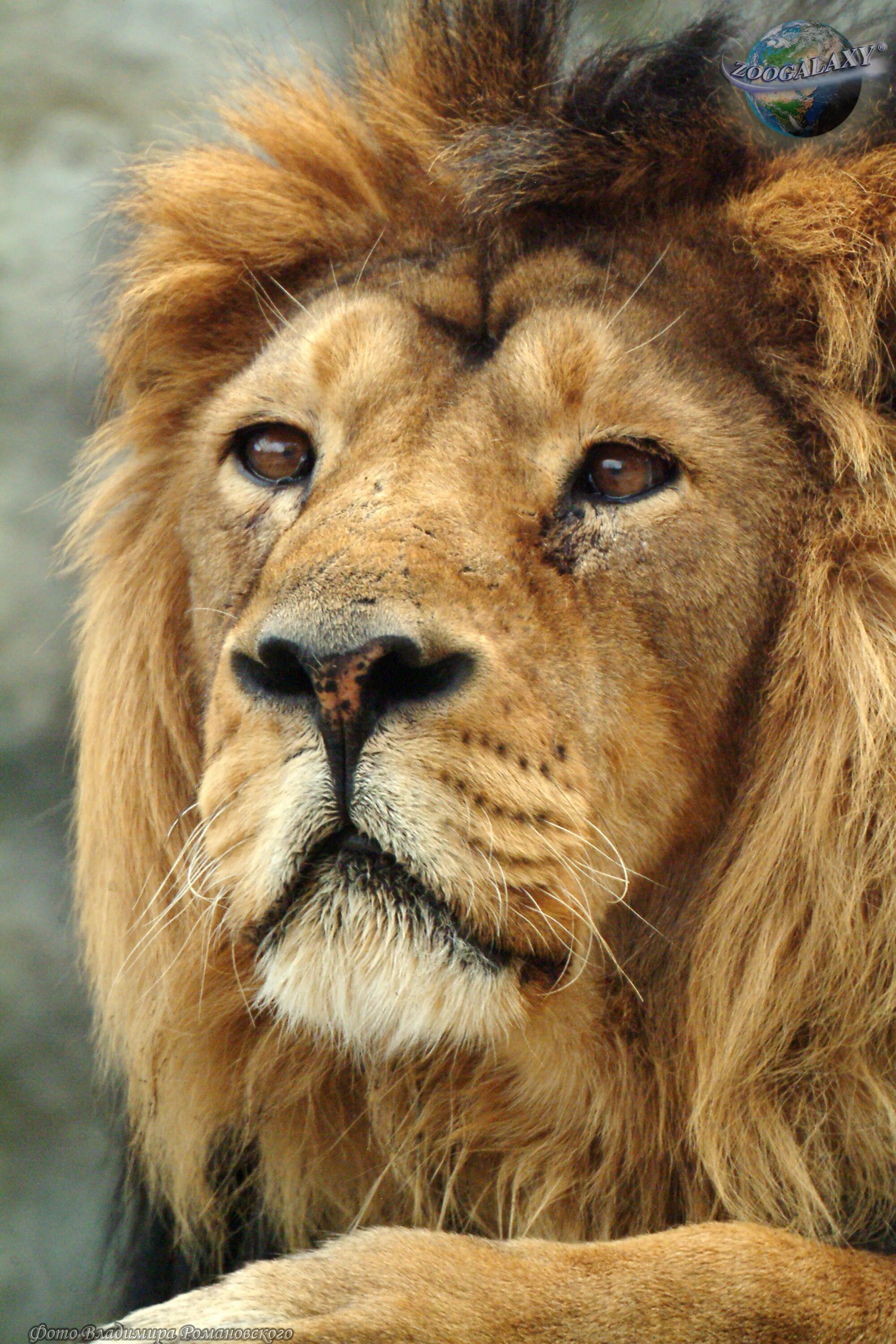 Panthera Leo persica. Азиатский Лев. Плачущий Лев. Персидский Лев. Скучаю лев