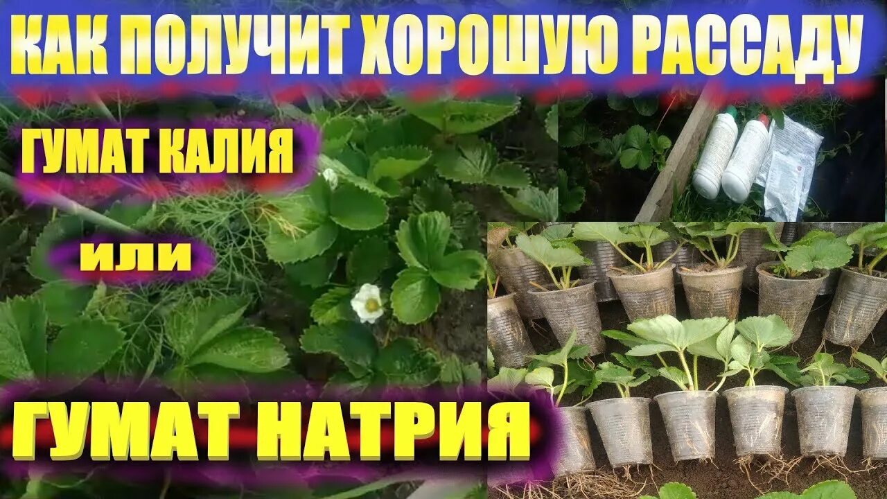 Подкормка рассады клубники. Удобрение для рассады клубники. чем подкормить рассаду клубники. рассаду клубники чем полить для укоренения. чем подкормить рассаду земляники.