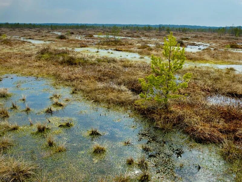 Березинский заповедник болота. Березинский биосферный заповедник Белоруссия. Биосферный заповедник в Беларуси болото. Болота Пинежского заповедника.