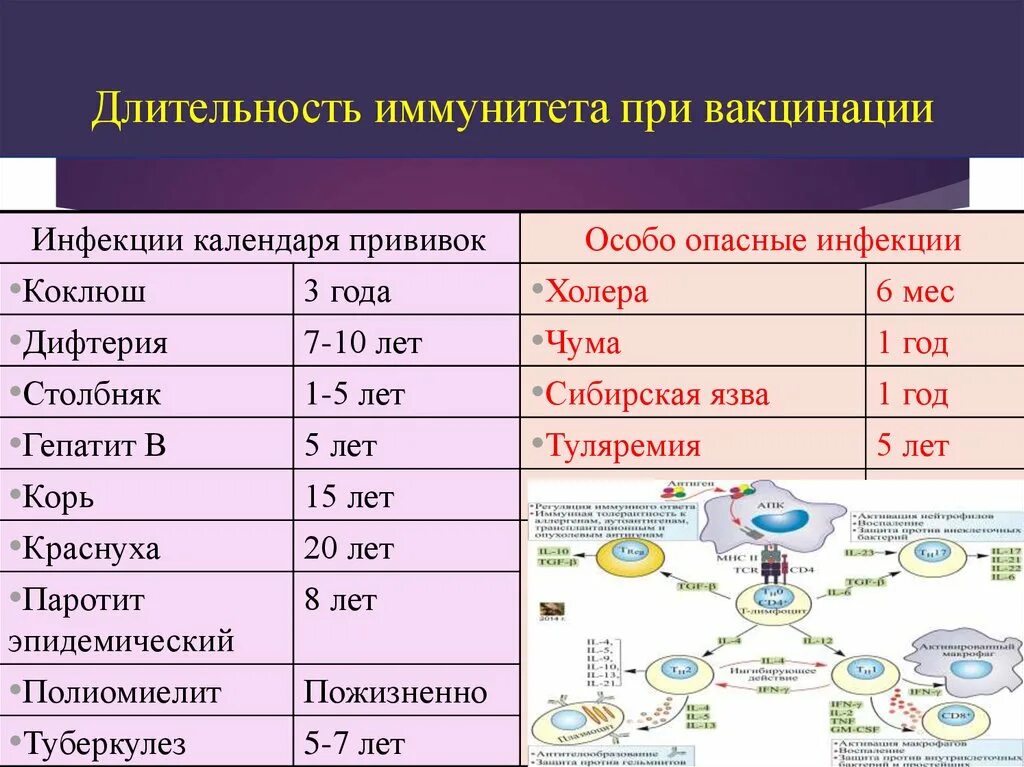 Иммунитет после вакцинации. Продолжительность иммунитета после вакцинации. Иммунитет профилактические прививки. Иммунитет при введении вакцины.