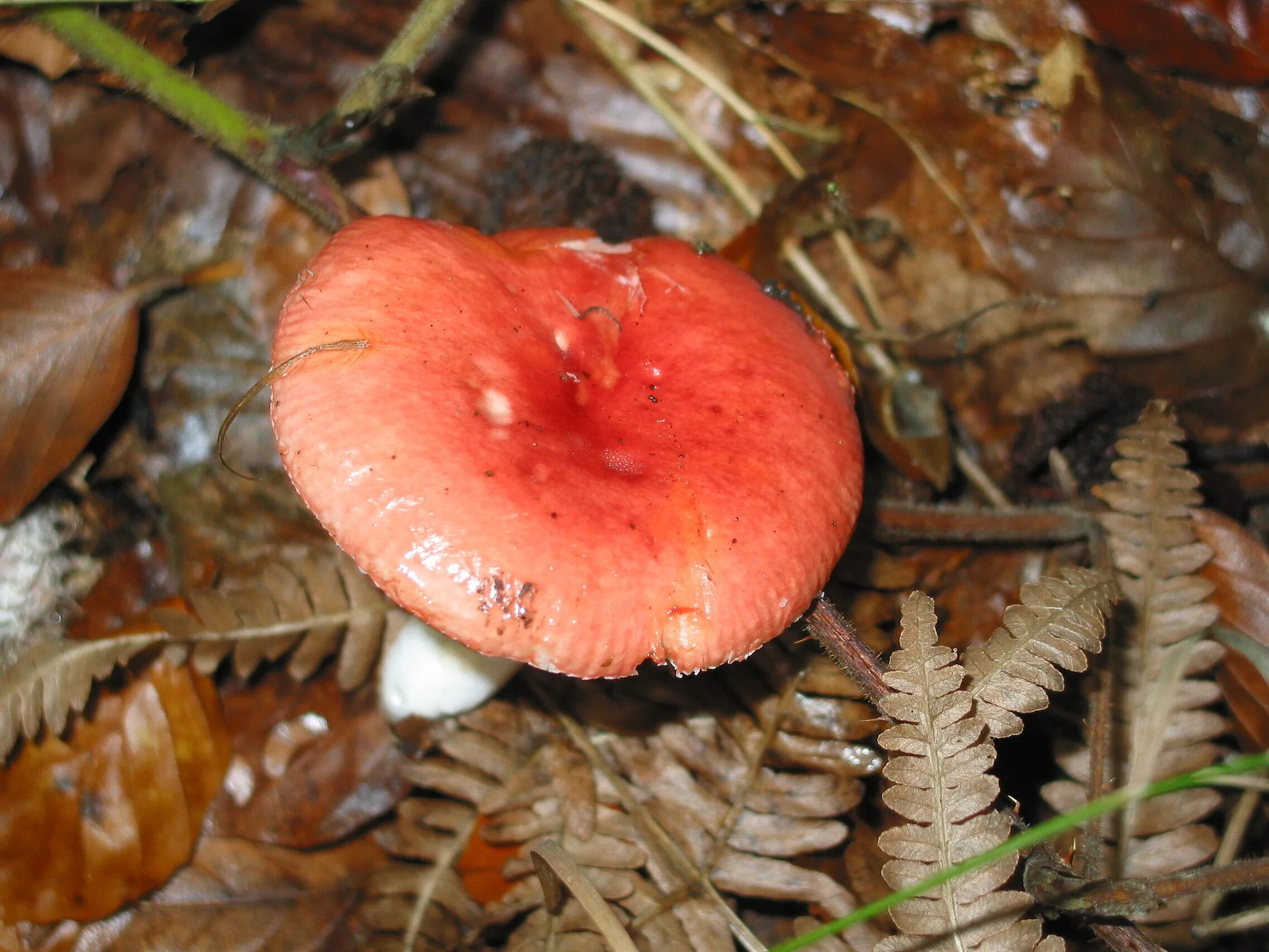 Сыроежка сардониксовая russula sardonia. Сыроежка пластинчатый гриб. Russula pseudointegra. Russula sanguinea. Маленькие розовые грибы на ветках.