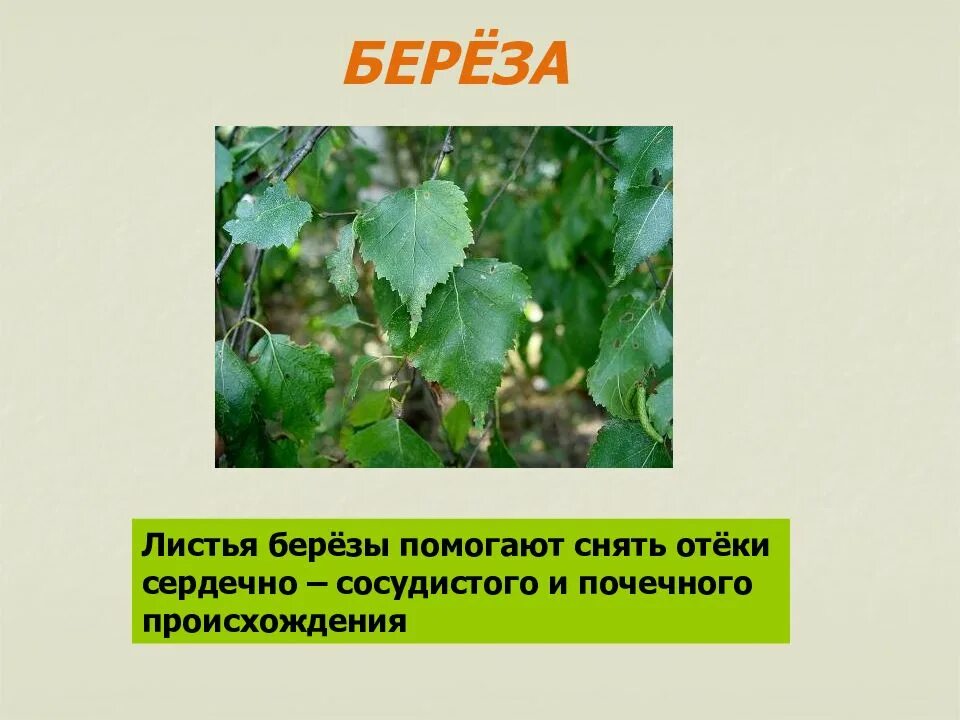 Березка помощь. Берёза листья. Описание листа березы. Листья и почки березы. Береза лекарственное растение.