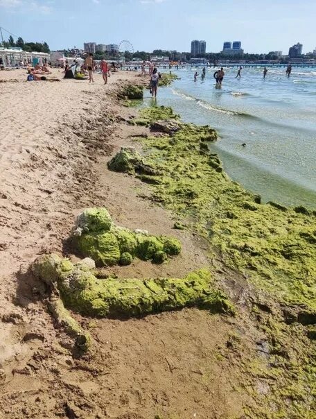 Где находится море в анапе. Анапа джемете море сейчас. джемете море цветет. пляж джемете анапа 2025. джемете анапа море цветет.