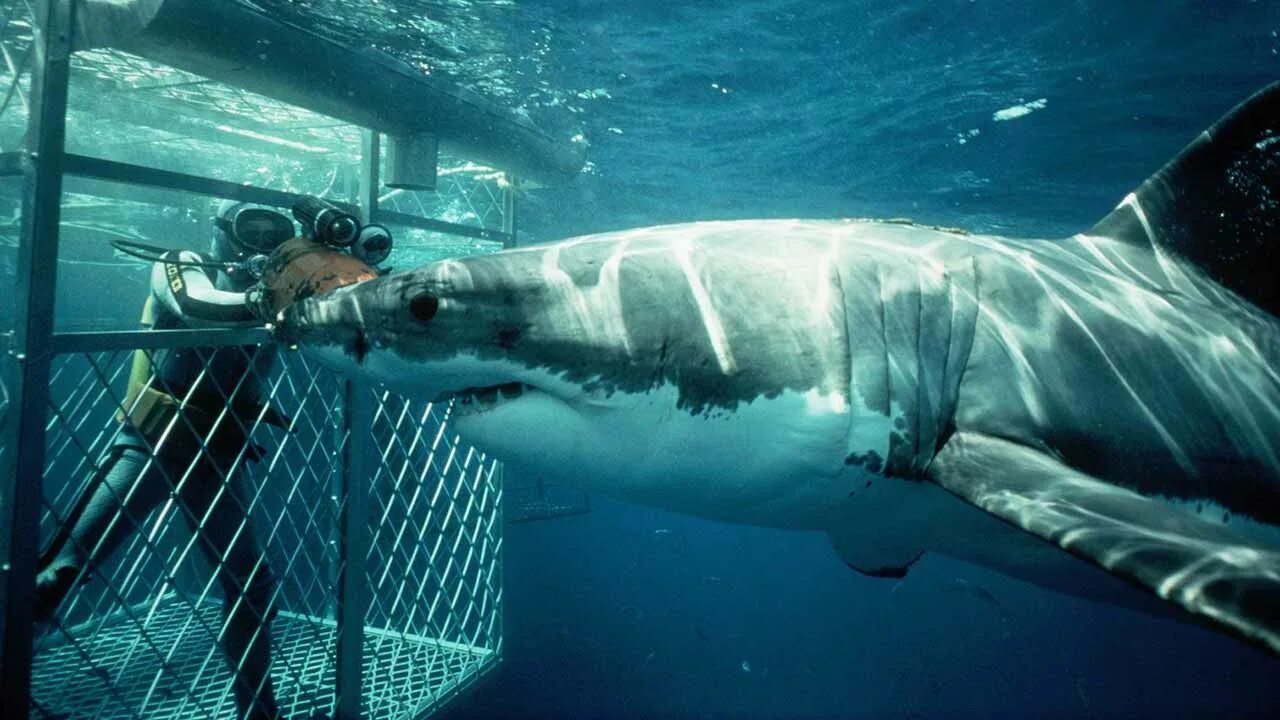 Los tiburones i lost to win