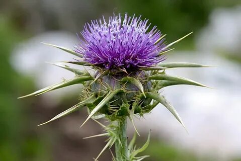Scotland plants
