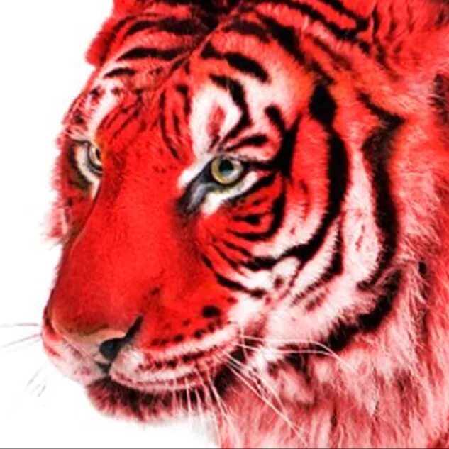 Как выглядит красный тигр Красный Огненный тигр (30 фото) Animals, Tiger