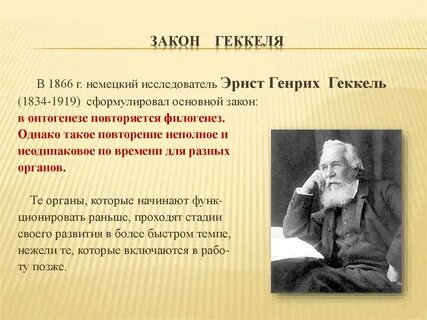 Геккель сформулировал закон