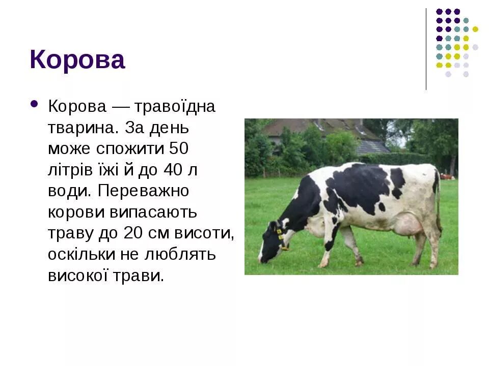 Доклад про корову. Сообщение о корове. Доклад на тему корова. Корова для презентации. Корова доклад 3 класс окружающий