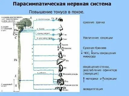 Какие реакции характерны для парасимпатической нервной системы