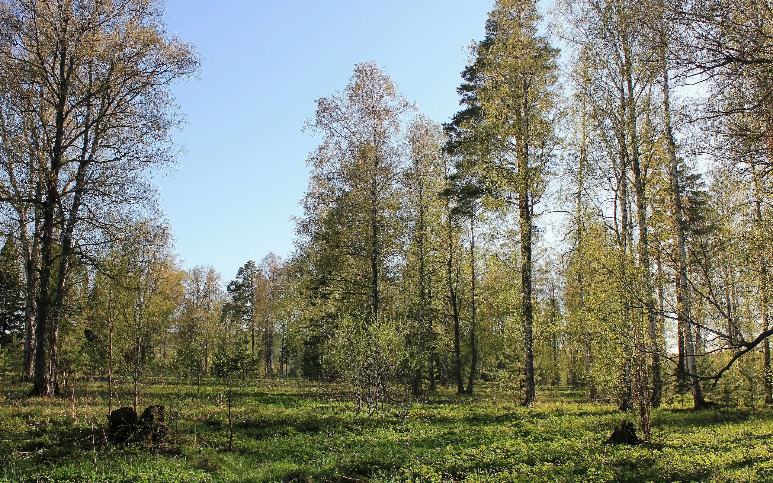 Лес ранней весной. Леса средней полосы россии. Хороший лес ранней и поздней. Хорош лес ранней и поздней весною когда. Лес аспен, колорадо.