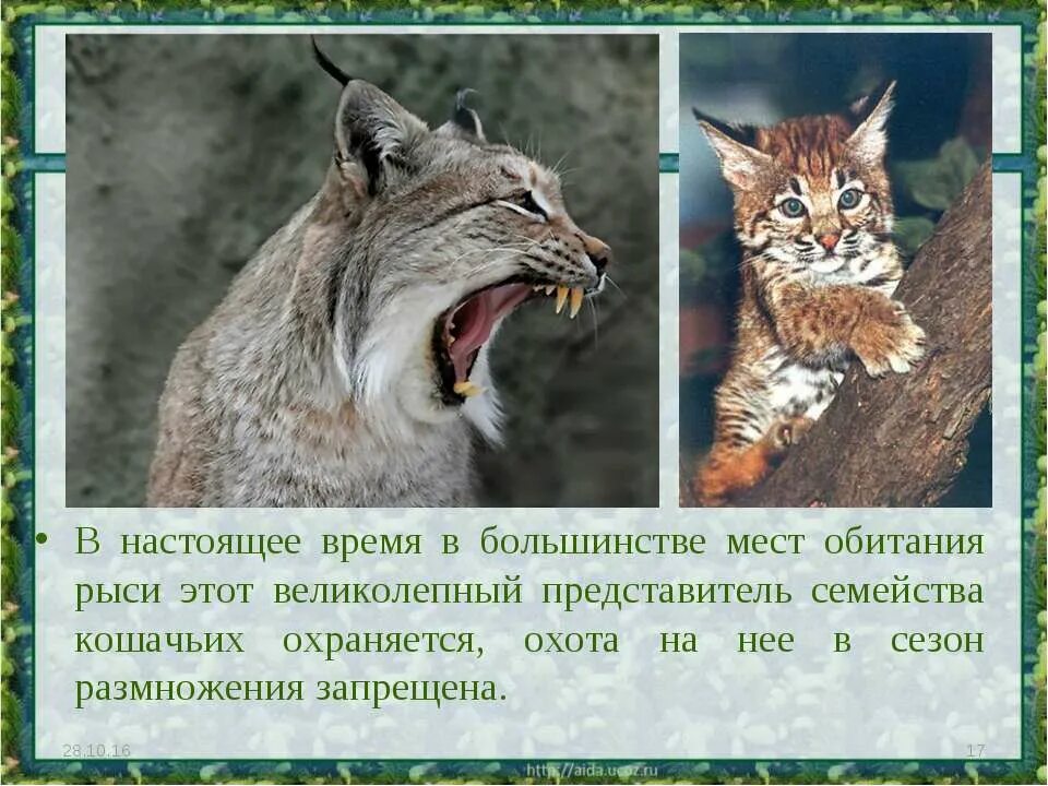 Рысь описание. Доклад про Рысь. Краткое сообщение о рыси. Место обитания рыси.