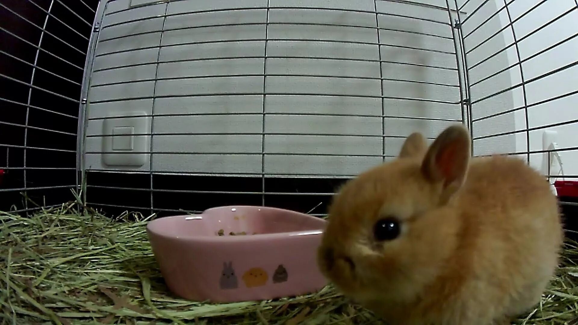 Включи видео кролики. Клетка для карликового кролика. Micropills Dwarf Rabbits. Netherland Dwarf Rabbit most likely. Baby Bunny bellies (кроличьи пузики).