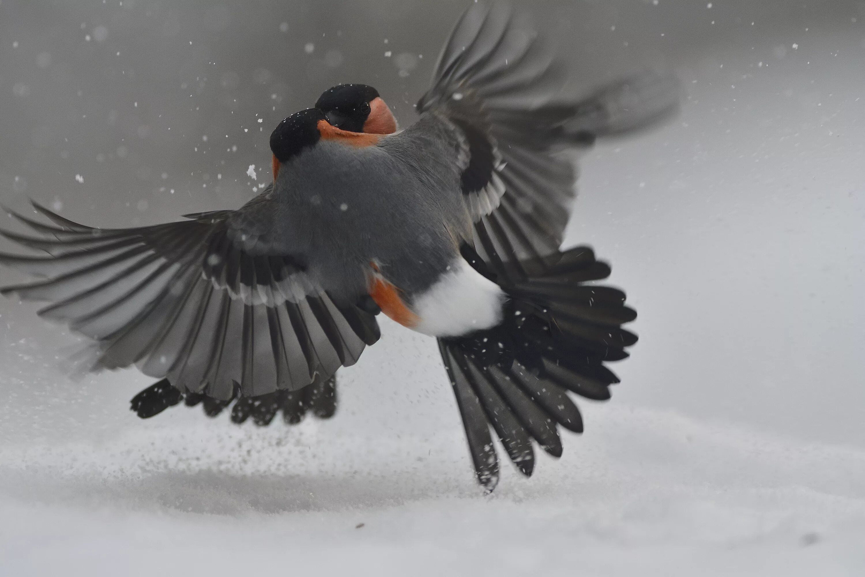 булфинч снегирь. снегирь сбоку. полет снегиря. перо снегиря. снегирь = a bullfinch.