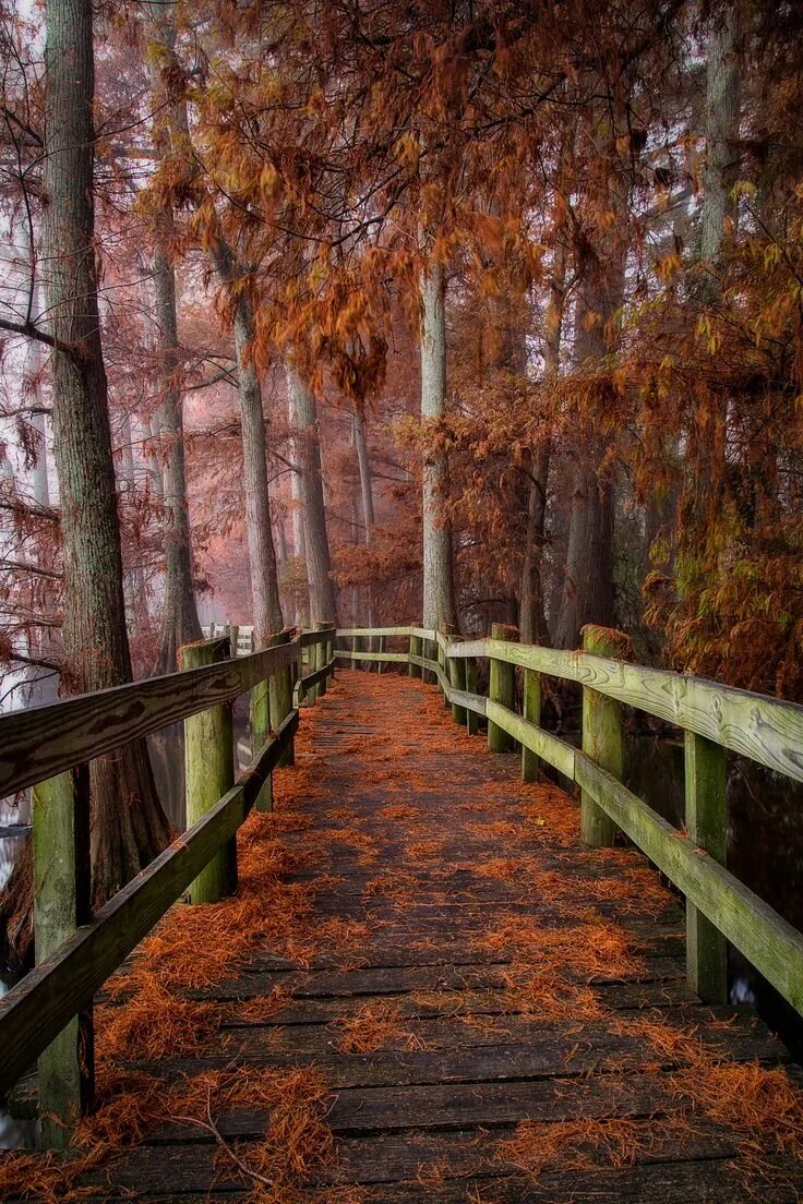 Осень фото красивые. Девушка осень. Fall edit. Осенний лес англия. Fall edit.