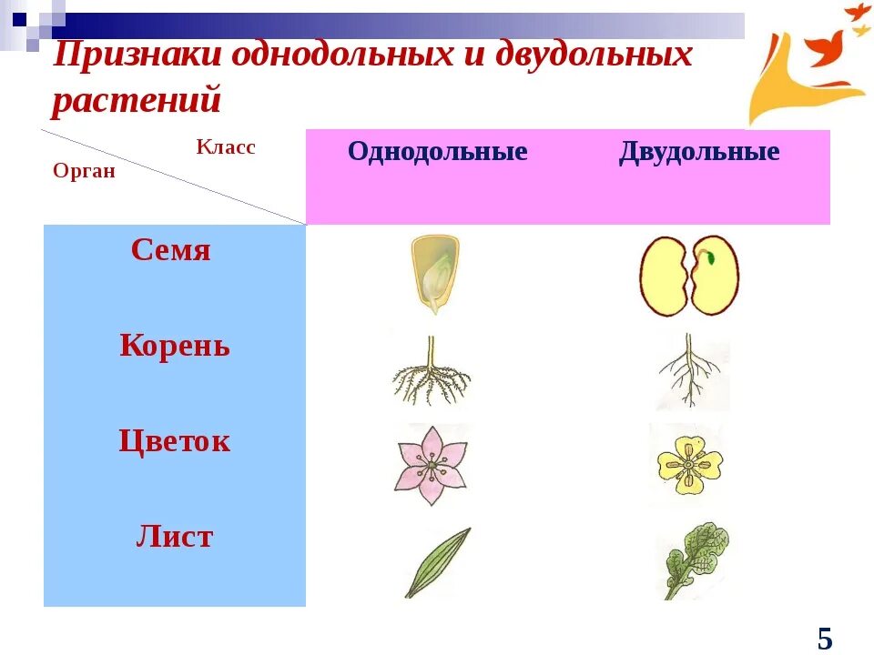 Признаки однодольных и двудольных. Размножение однодольных схема. Класс Однодольные растения без подписи. Признаки растений класса однодольных и класса двудольных. К какому классу относится растение схема