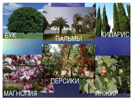 растения субтропиков россии