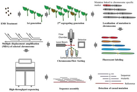 Plant breeding