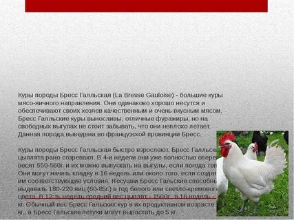 Описание кур породы брессгальские