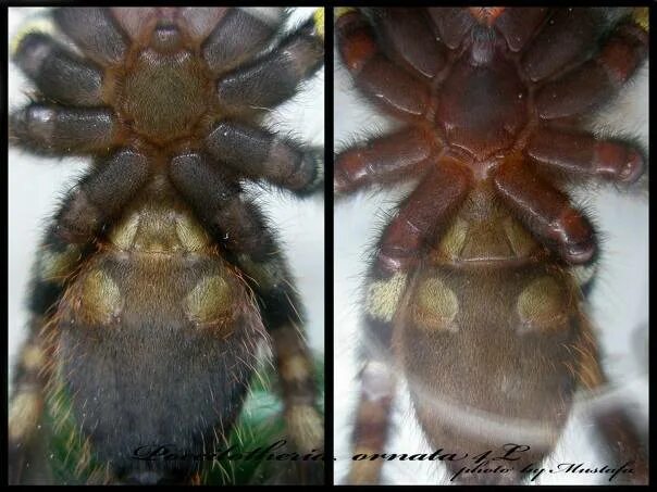 Как определить пол паука птицееда. Brachypelma vagans бульбы. самка и самец паука птицееда. brachypelma albopilosum самец. брахипельма смити пол.
