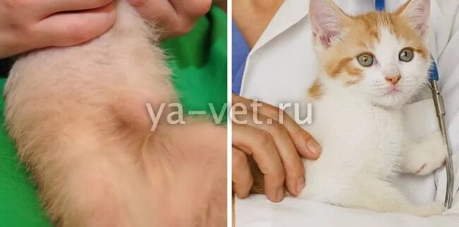Как выглядит грыжа у кота Межпозвоночная грыжа у собак: симптомы, лечение и восстановление после удаления,