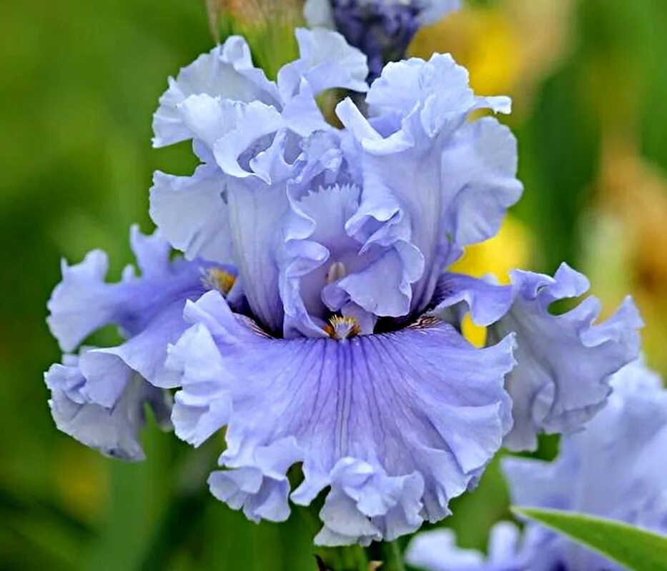 Ирис сорт гэллери. Ирис касатик синий. Ирис ирисыч. Ирис town crier. Ирис blind ambition.