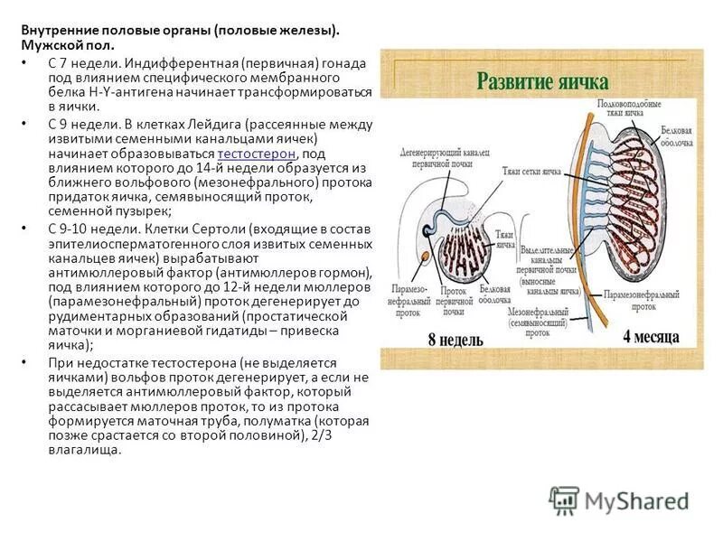 Эпителиальные клетки гонад. Дифференцировка гонад. Схема дифференцировки гонад. Дифференцировка яичка. Дифференцировка гонад.