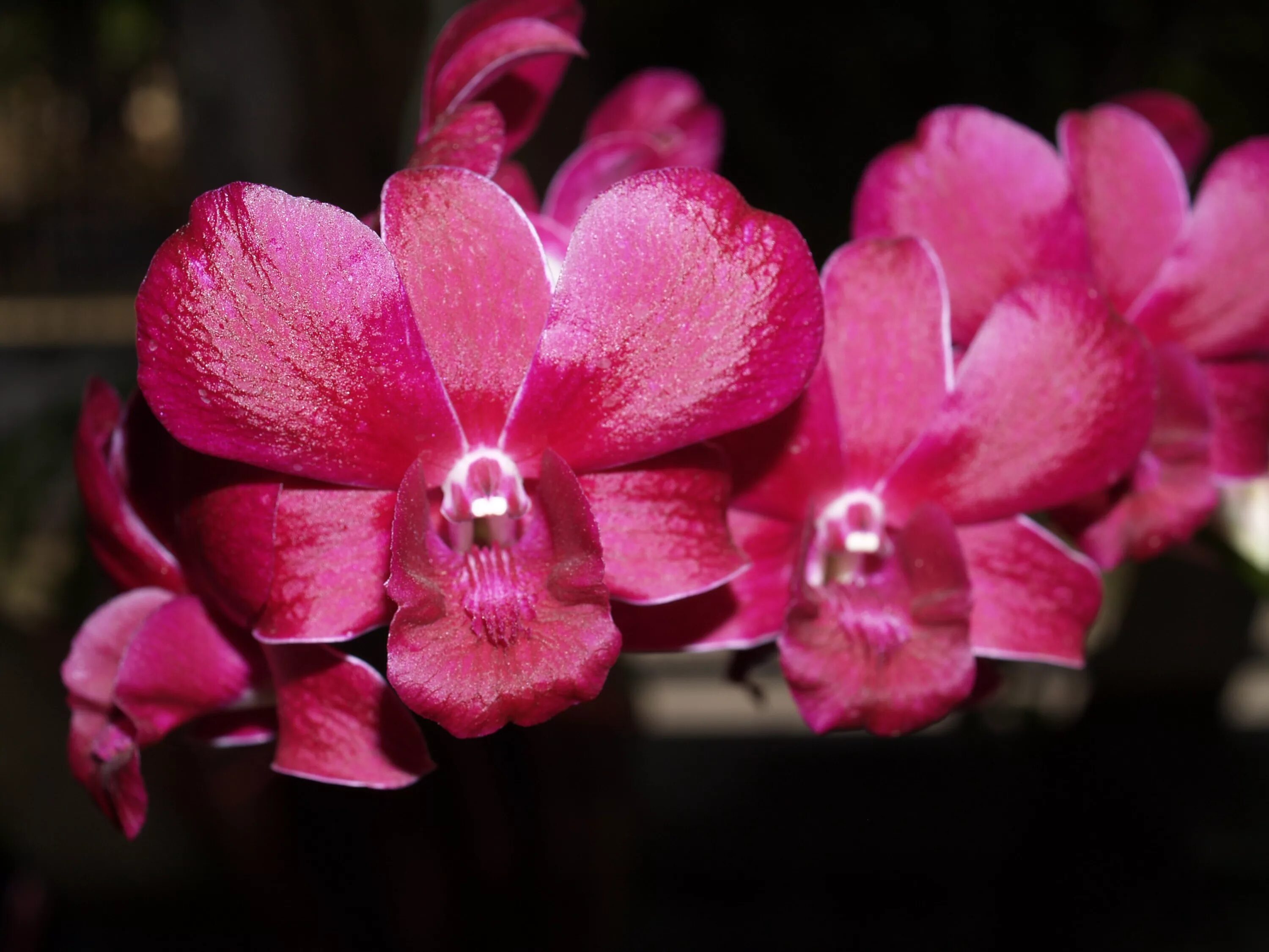 Purple orchid in a pot free image download