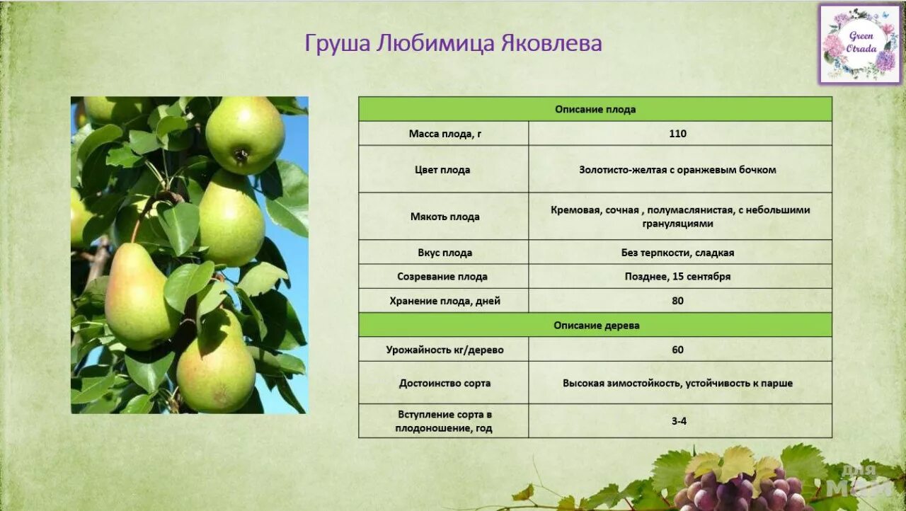 Груша Чижова