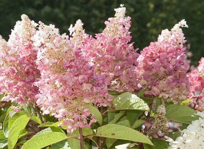 Гортензия метельчатая Петит Флори (Hydrangea paniculata Petite Flori) С3 новинка