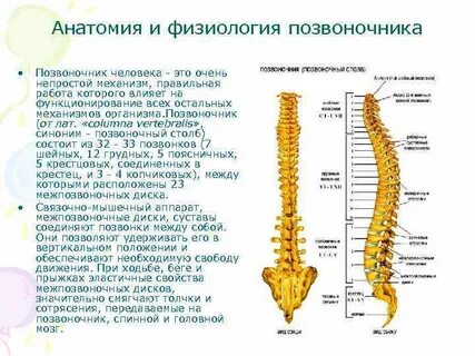 Сколько шейных позвонков у человека