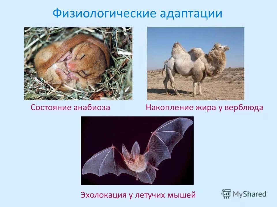 Адаптация животных. Физиологическая адаптация приспособленности. физиологические адаптации животных. физиологические приспособления. изиологические адаптация животных.