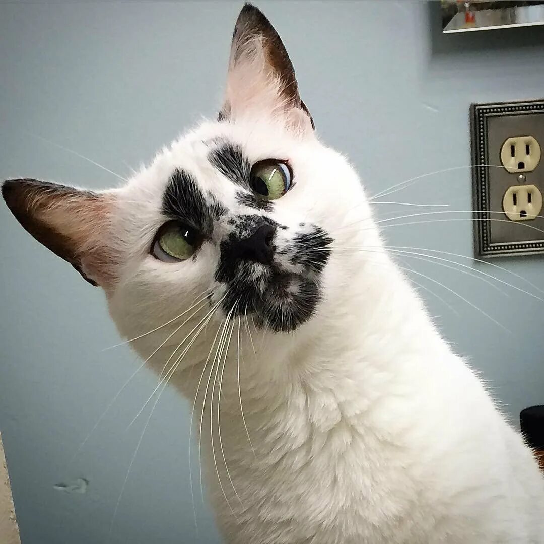 Почему коты странные. Необычные коты. необычные расцветки кошек. странный кот. коты необычной окраски.