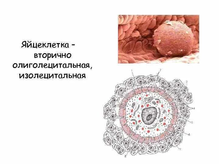 Оболочки яйцеклетки функции. Строение яйцеклетки оболочки. оюизолецитальная вторично изолецитальная яйцеклетка. изолецитальные яйцеклетки строение. вторичная изолецитальная яйцеклетка это.