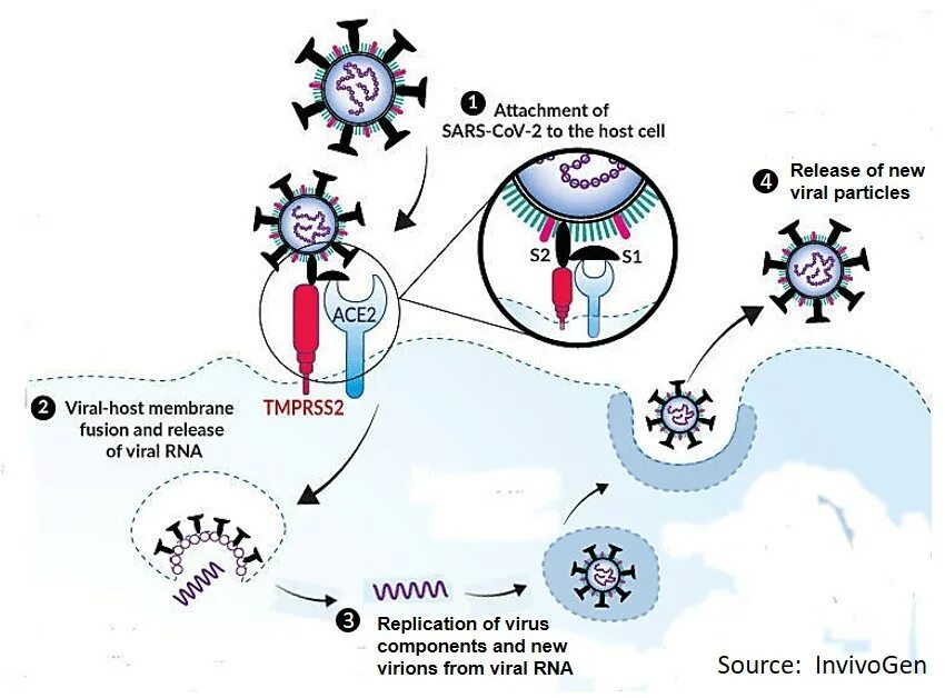 Вирус sars cov 2 отнесен к группе. Коронавирус SARS-cov-2. SARS-cov-2 размер вируса. Класс резистентности коронавирус SARS-cov-2. РНК вирус SARS-cov-2 симптомы.