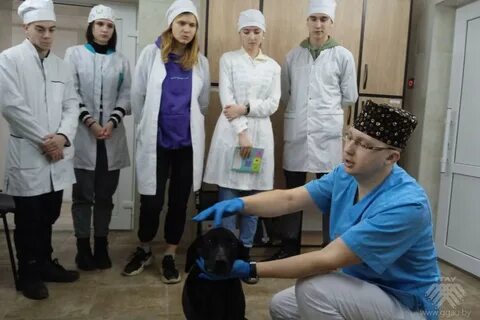 Студенты ветеринары