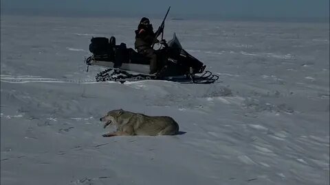 Видео охоты на волка на снегоходе