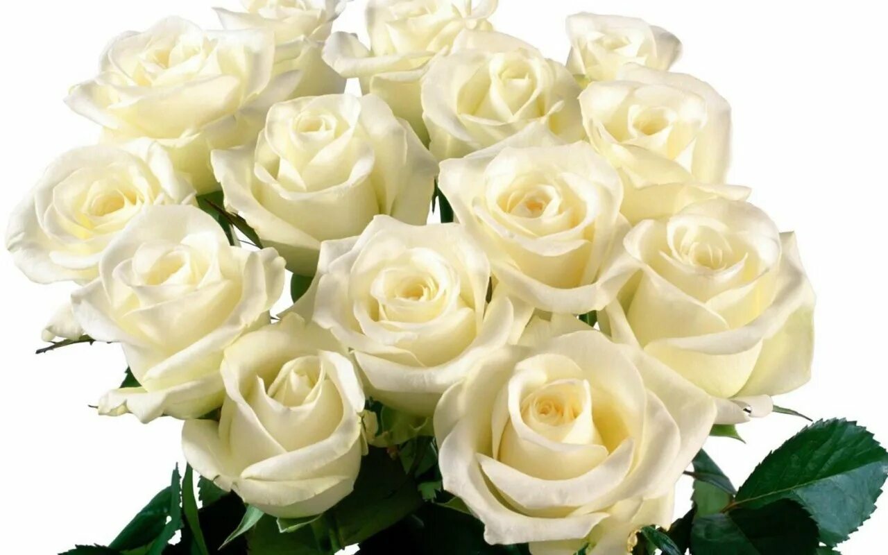 Розы белые низкие. Белые розы. Красивые белые розы.