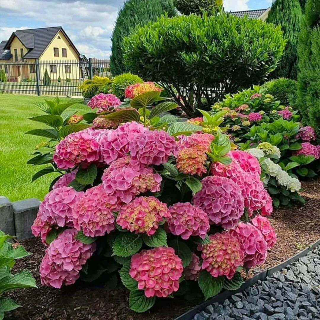 Цветущие кустарники для сада фото и названия