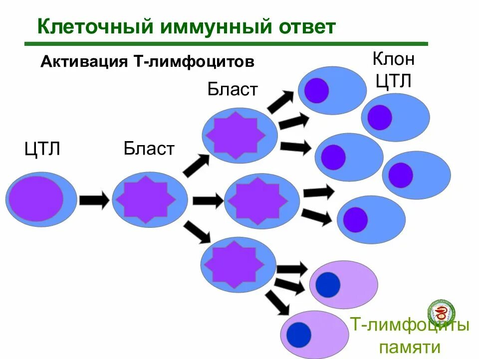 Активация т клеток