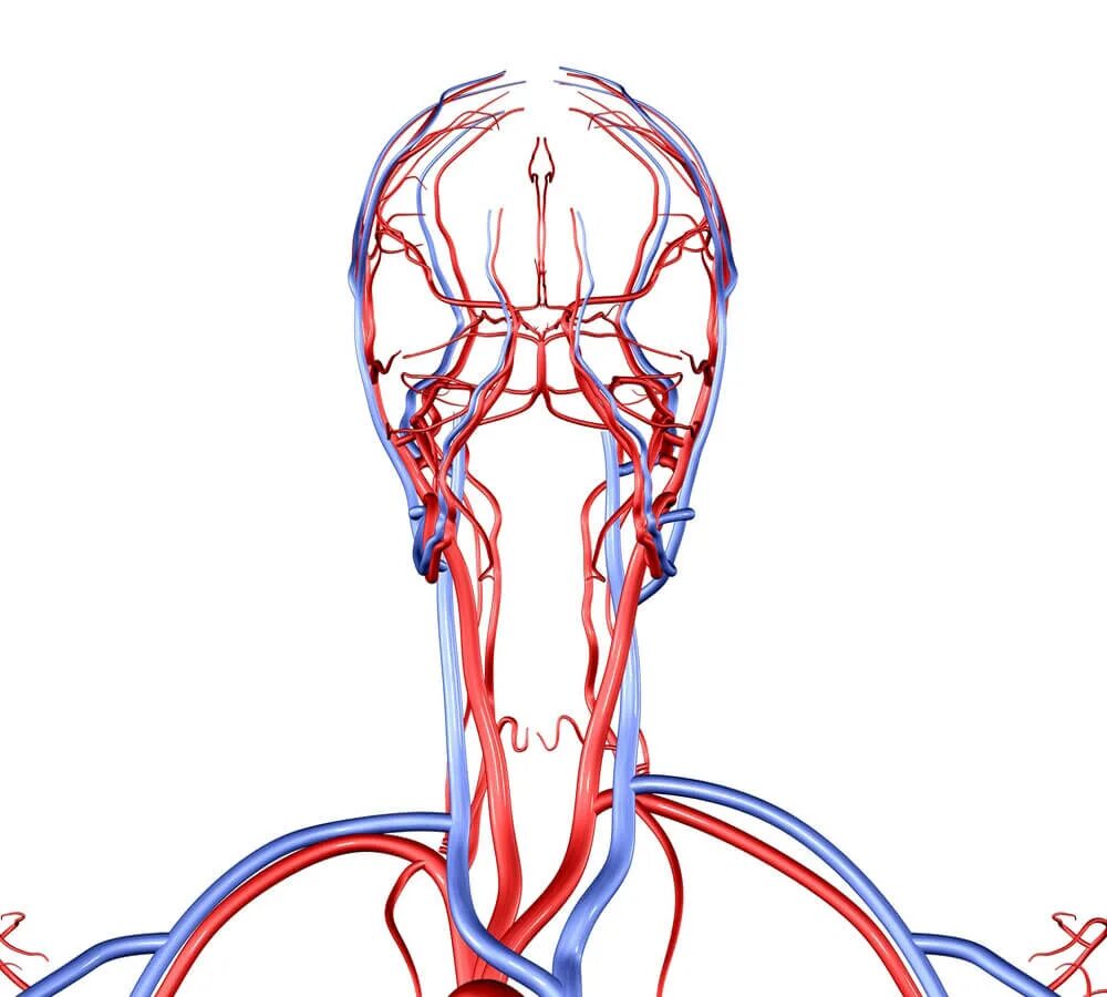 Голова головной мозг шея. Брахиоцефальные вены анатомия. Бца анатомия сосуды. Брахиоцефальные сосуды анатомия. Кровеносная система головного мозга человека схема.