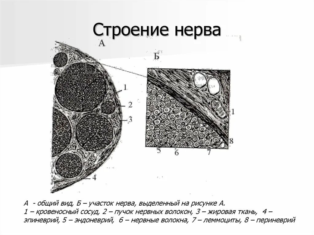 Внутреннее строение нерва. Эпиневрий периневрий эндоневрий нервные волокна. Периферические нервы поперечный срез. Строение периневрия. Строение нервов.