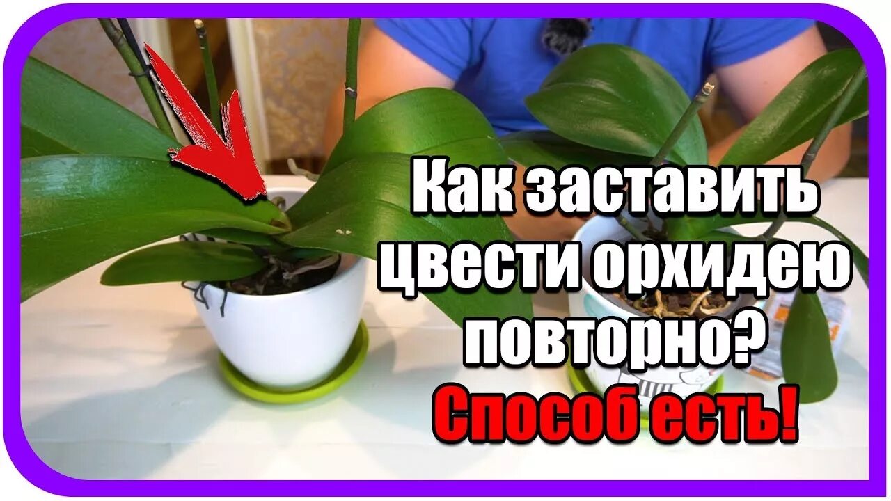 Как заставить цветок цвести. Как заставить орхидею цвести. Повторное цветение орхидеи. Как заставить орхидею зацвести. Заставить орхидею цвести в домашних условиях.